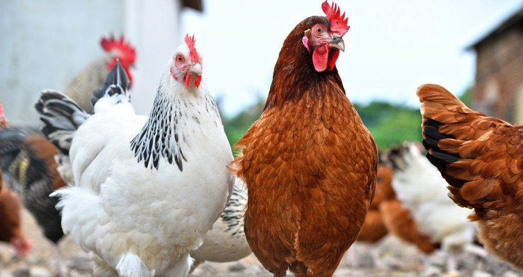 How does chicken fertilizer do fertilizer?Can you use it directly?